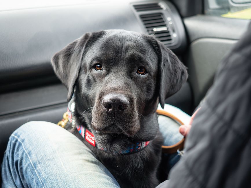 Adorable black Labrador retriever sitting in a car, gazing endearingly forward. Perfect for pet and travel themes.