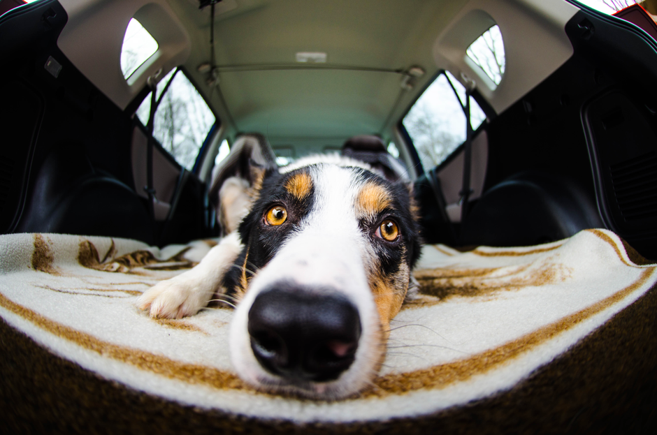 Adorable Border Collie dog lying in the backseat of a car, wide-angle view.